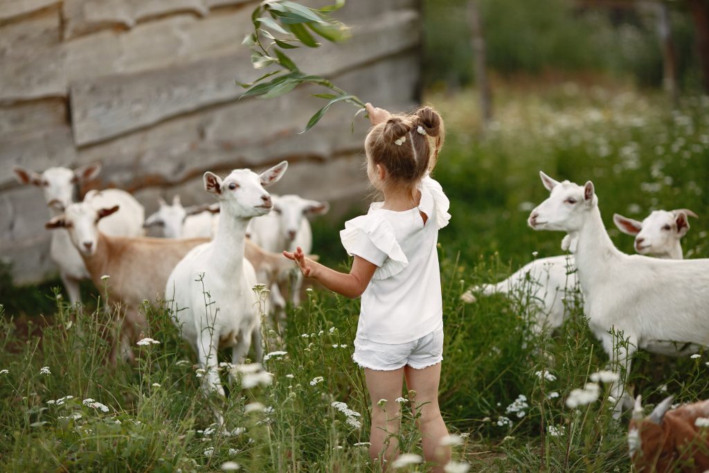 Kinderboerderij in Helmond