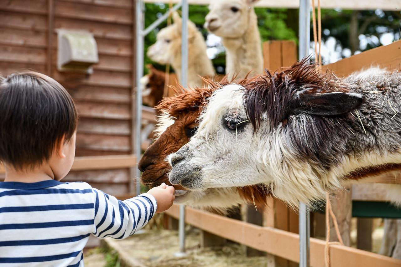 Kinderboerderij in Helmond