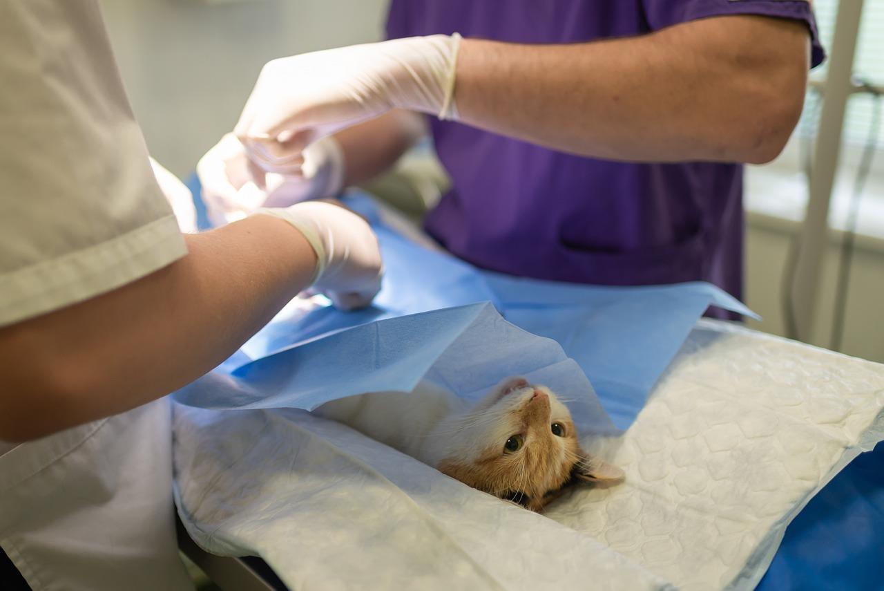 Dierenarts in Helmond